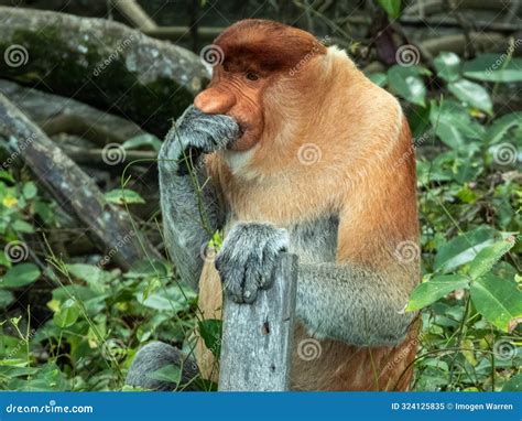 Wild Proboscis Monkey in Borneo, Malaysia Stock Image - Image of endemic, imogen: 324125835