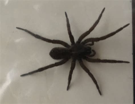 Black Wolf Spider Nj