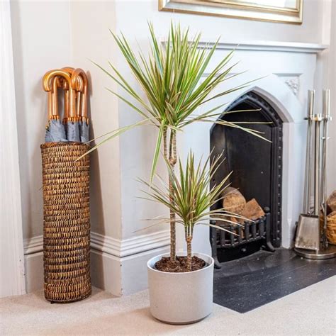 Buy dragon tree Dracaena marginata 'Bicolor': Delivery by Waitrose Garden