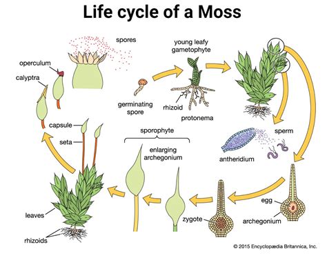 Mosses (Bryopsida): Characteristics, Reproduction, Uses