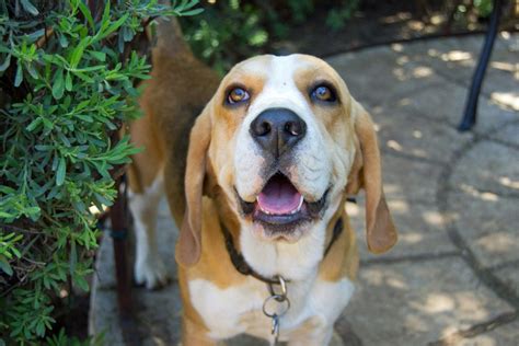 Beagle Lifespan - What to Expect & How to Help a Beagle Live Longer - iHeartDogs.com