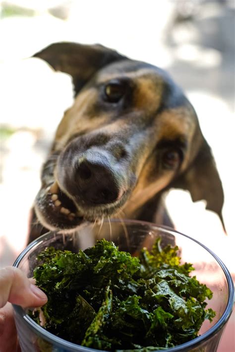 How Do I Prepare Kale For My Dog