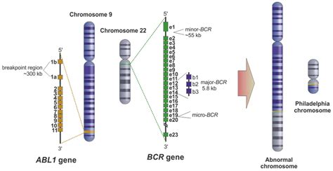 Genetic Biomarkers in Chronic Myeloid Leukemia: What Have We Learned So ...
