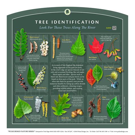 Image result for Tree Identification Guide With