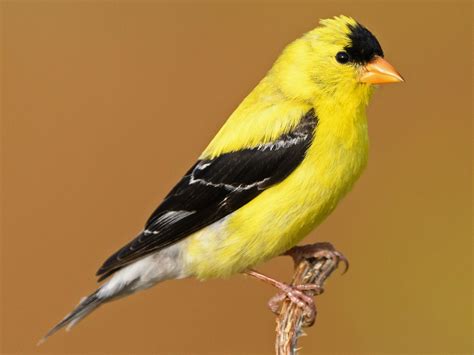 12 Birds That Look Like Orioles - Sonoma Birding