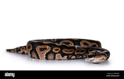 Image result for Royal Python Female
