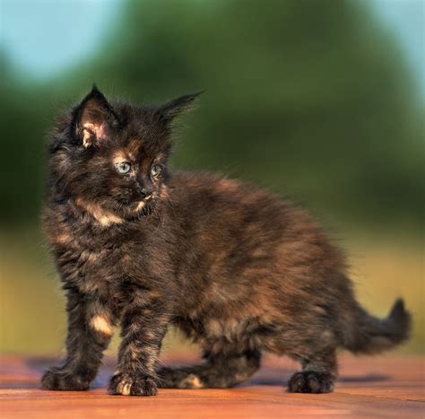 210 Terrific Tortoiseshell Cat Names - Unique, Cute And Fun Ideas