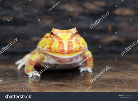 Cute Baby Amazonian Horned Frog Nature Stock Photo 1392302183 ...