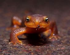 Image result for newt