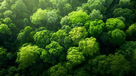 Tree Canopy 的图像结果