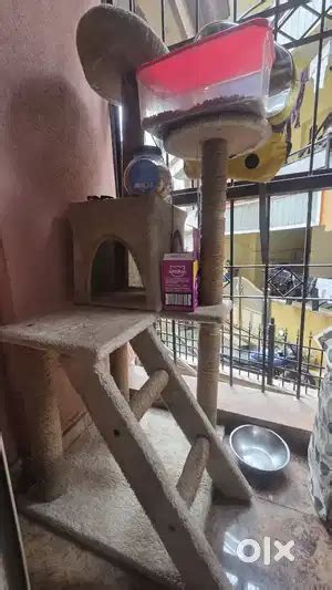 Cat tree and bed - Pet Food & Accessories in Marenahalli, Bengaluru ...