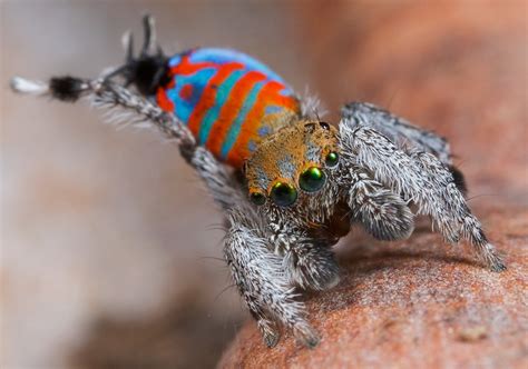 Behold Sparklemuffin and Skeletorus, New Peacock Spiders | National ...