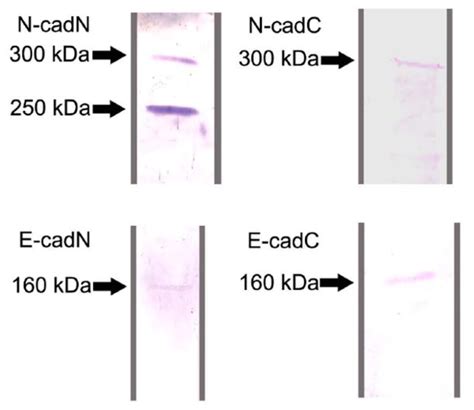 Unconventional Cadherin Localization in Honey Bee Gonads Revealed ...