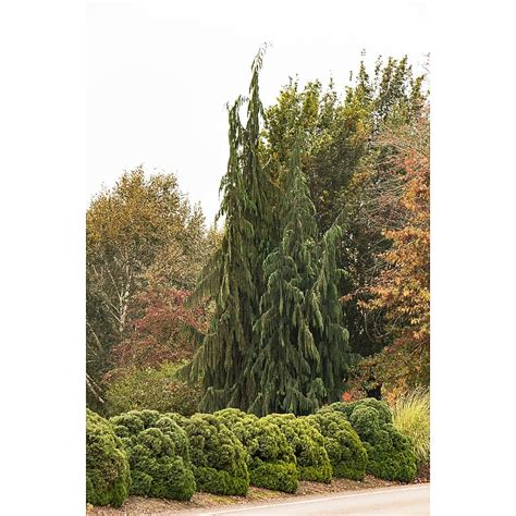 Monrovia Weeping Nootka Cypress Feature Shrub in 3.58-Gallon Pot 023655 ...
