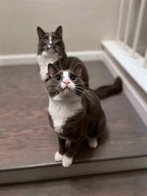 Frodo and Samwise are so photogenic : r/cats