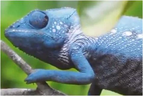 chameleon or girgit changes seven colors with 2 minutes video viral-चंद ...