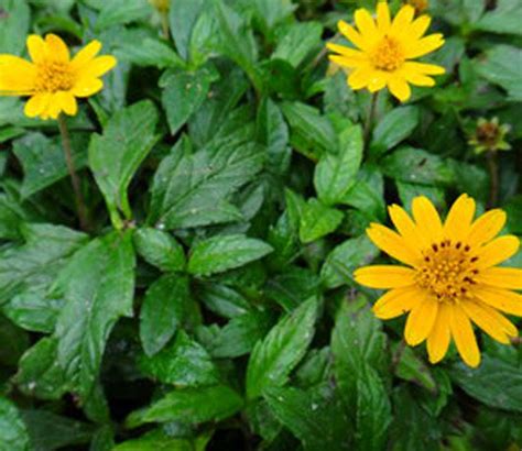 Kapebonavista Bhringraj Chinese Wedelia Pilabhangara Bhanra ...