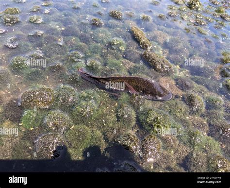 Marimo moss balls (Cladophora aegagropila Stock Photo - Alamy
