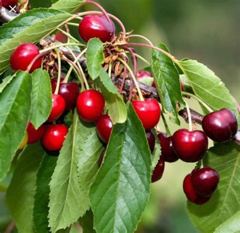 Compact Stella Cherry Tree 7 Gallon – Richardson Roots