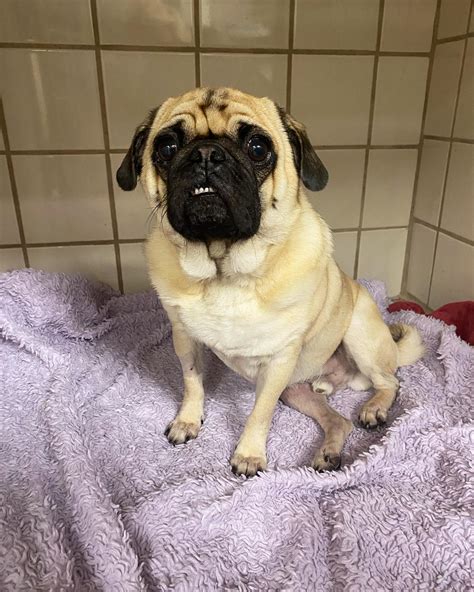 Oakland Animal Hospital (@oakland_animal_hospital) • Instagram photos ...