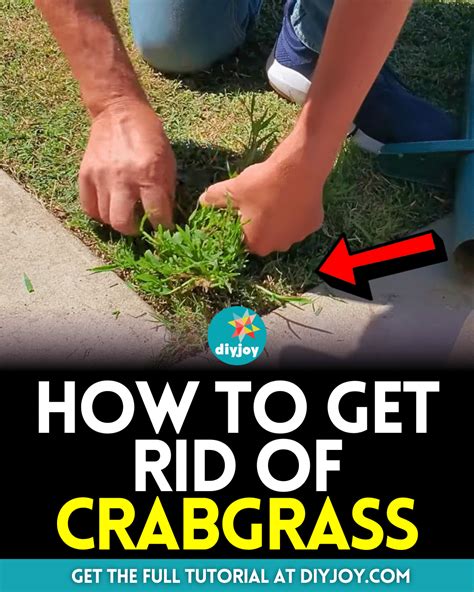How to Get Rid of Crabgrass - DIY Joy