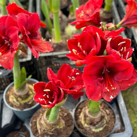 NORFOLK SHOWGROUND (2025) All You Need to Know BEFORE You Go (with ...