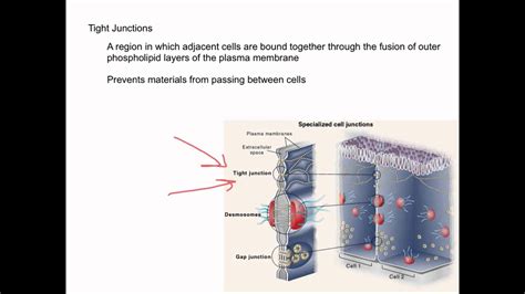Rezultat imagine pentru Intercellular Junctions