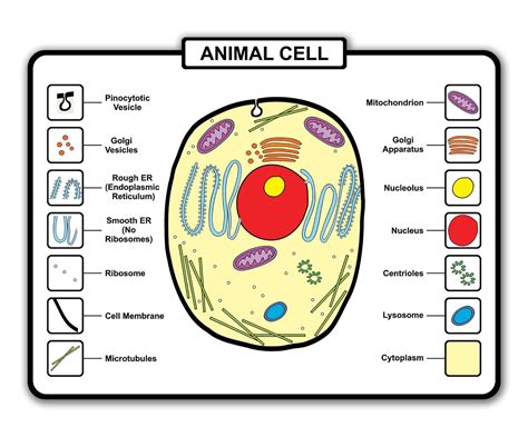 JP London POS2525 U-Strip Peel and Stick Science Animal Cell Parts ...