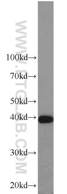 PPID antibody (12716-1-AP) | Proteintech