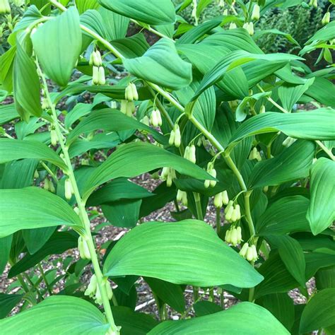 How to Grow and Care for Solomon's Seal - growhappierplants.com