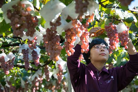 World Record For Grapes In Mouth: Only 10 Seconds