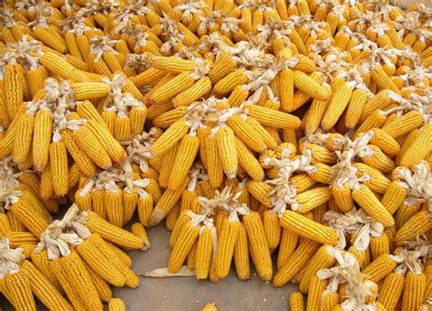 玉米价格弱势运行？国内玉米市场利空因素占据主导！