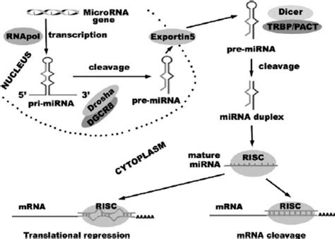Image result for microRNA Design