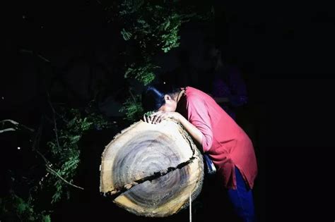 Supreme Court Stays Cutting Any More Trees In Aarey After 2134 Trees ...