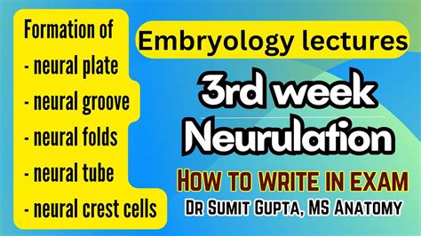 Image result for Neurulation Process