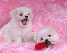 Image result for Spring Puppy Wallpaper