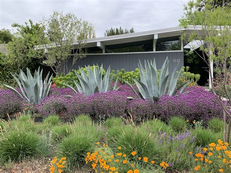 Lawn Vs Water Tolerant Plants The Best Plants For Wet Areas