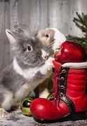 Image result for Cutest Baby Bunnies