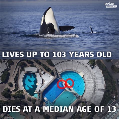 Avg orca lifespan in the wild: 30 - 50 yrs, can live to 103 Median age ...