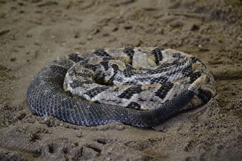 Fishing with a chance of timber rattlesnakes - Pennsylvania Wilds