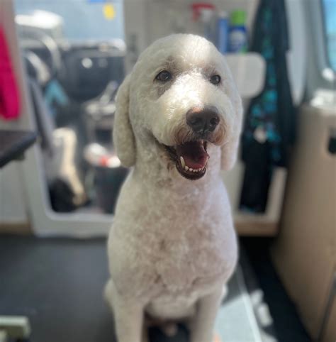 Pawsitive Pet Mobile Grooming | PawerfulPackDogCare