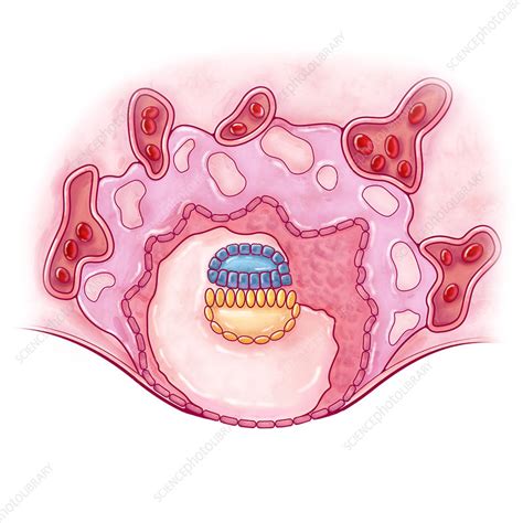 Image result for Second Week of Embryonic Development