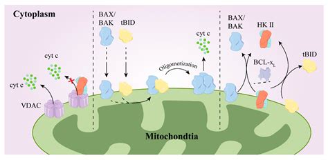 The Promoting Role of HK II in Tumor Development and the Research ...