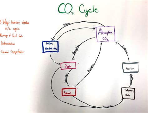 Easy Carbon Cycle Diagram