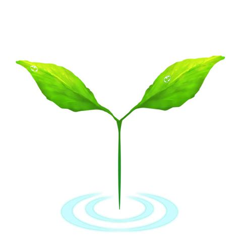 Image result for Maple Tree Sapling Drawing