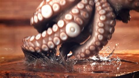Image result for Octopus Animation