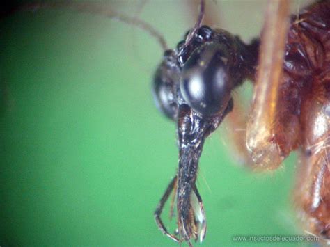 Insectos del Ecuador