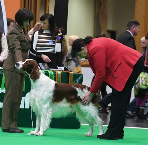 Judging - Irish Red and White Setter Club of GB