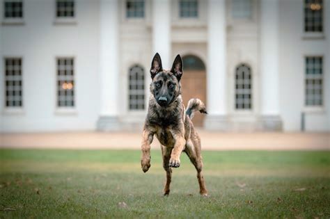 Protection Dog Training 的图像结果