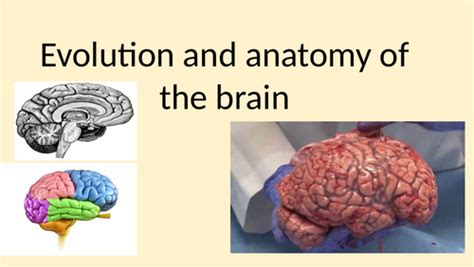 Image result for Forebrain Evolution